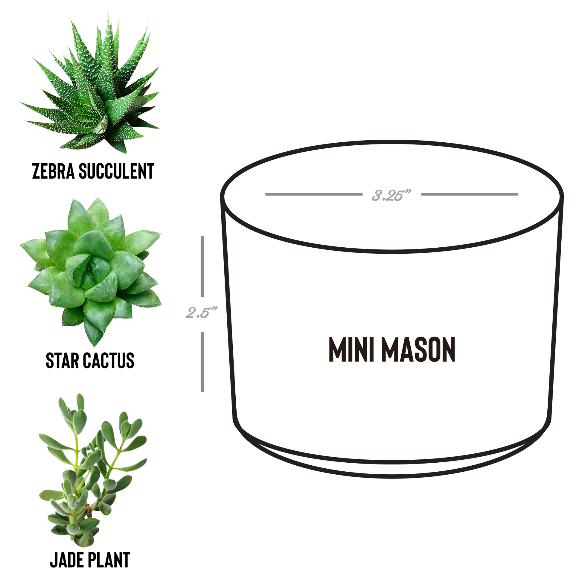Plant_Protection_Spell_Active_Laser-_Mason_Spec_Mockup.png