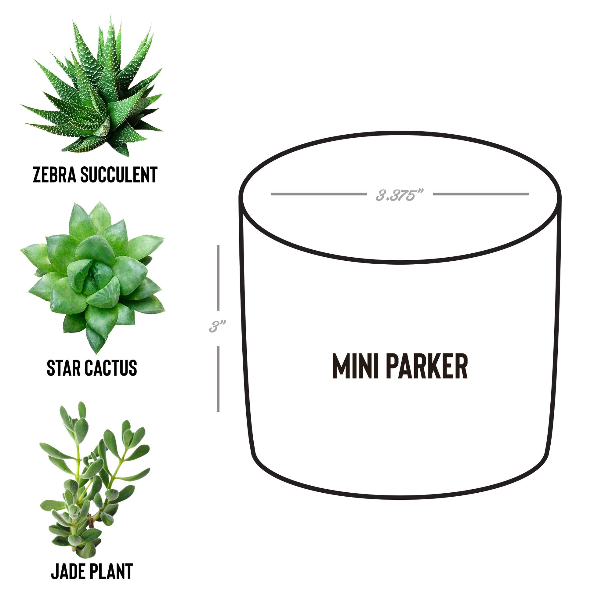 Plant_Protection_Spell_Active_Laser-_Parker_Spec_Mockup.png