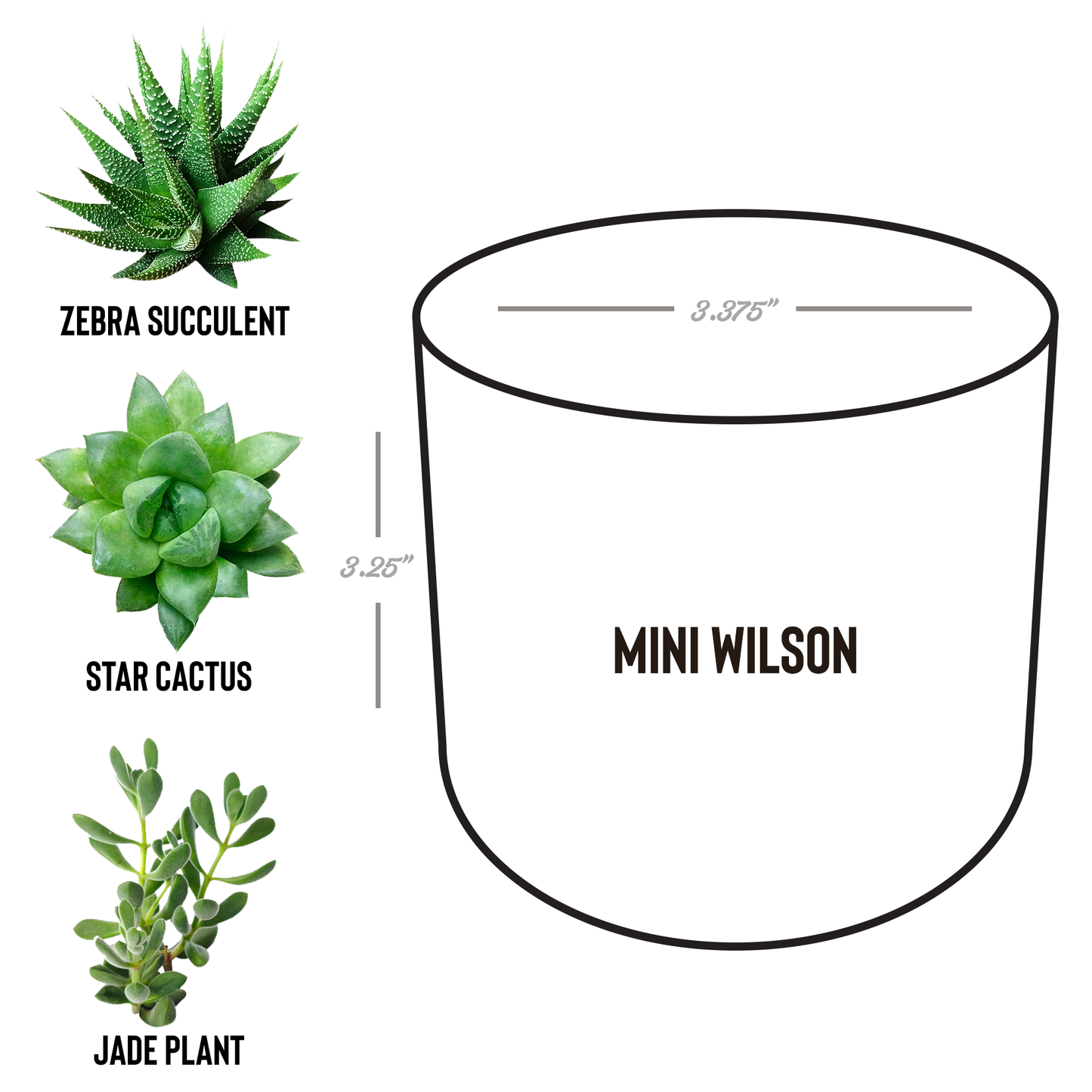Plant_Protection_Spell_Active_Laser-_Wilson_Spec_Mockup.png